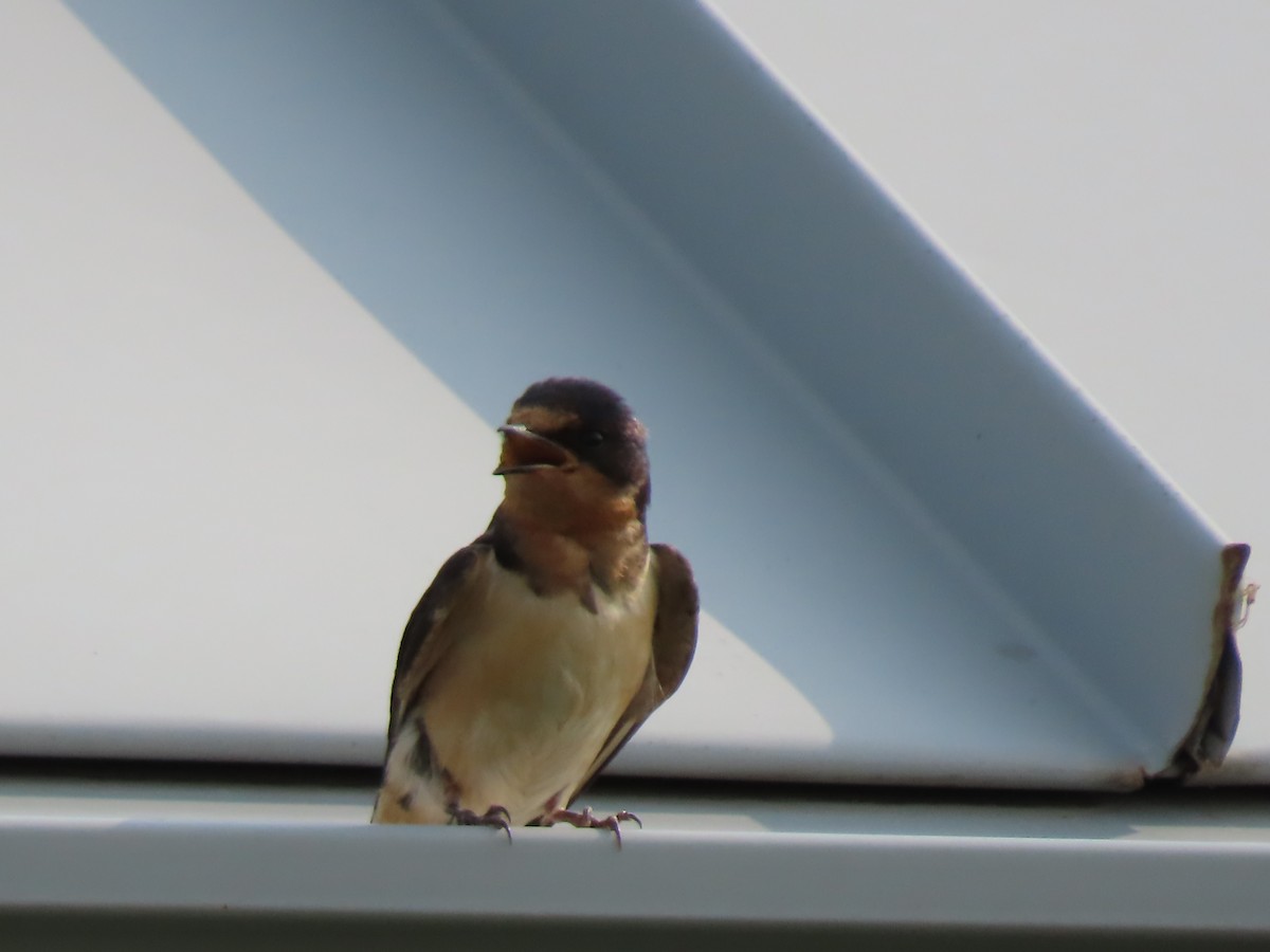 Barn Swallow (American) - ML621839806