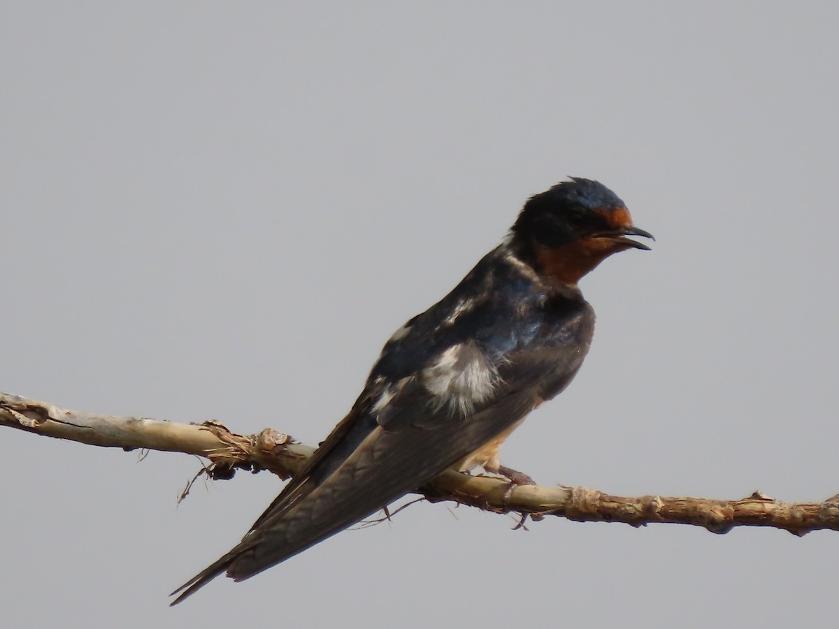 Barn Swallow (American) - ML621839807