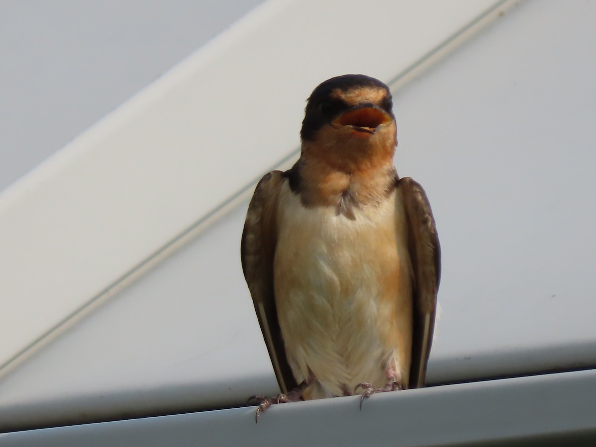 Barn Swallow (American) - ML621839808