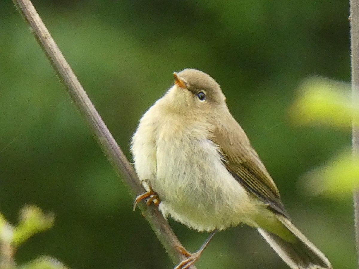 Willow Warbler - Uli Mohr