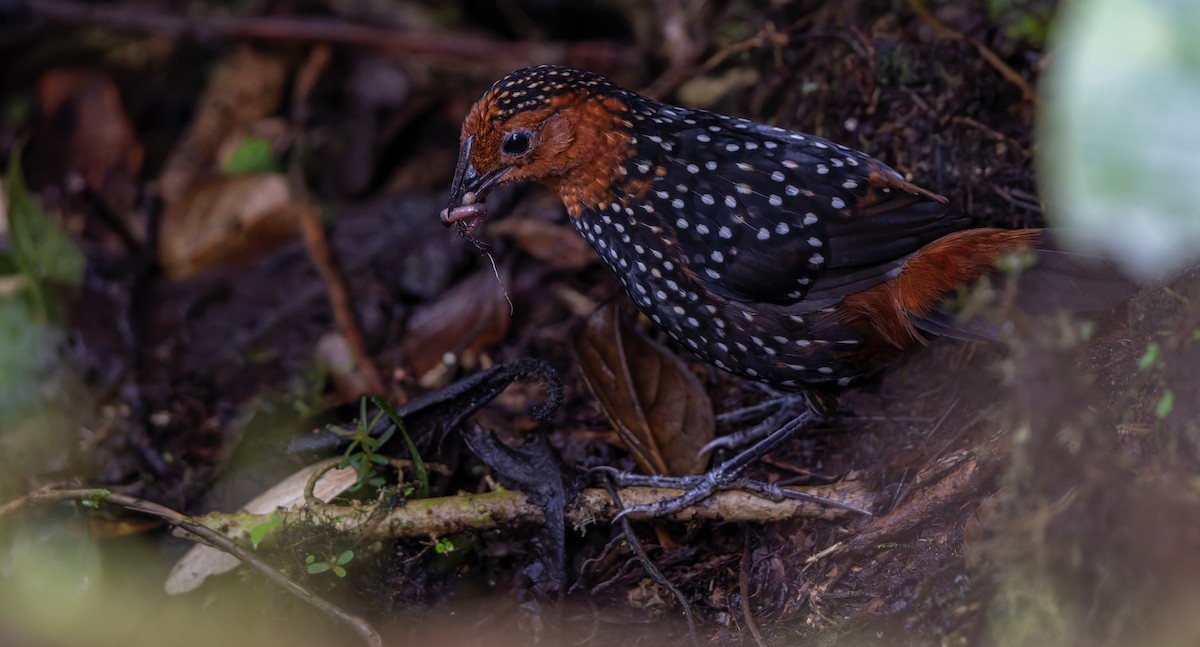 Ocellated Tapaculo - W. Gareth Rasberry