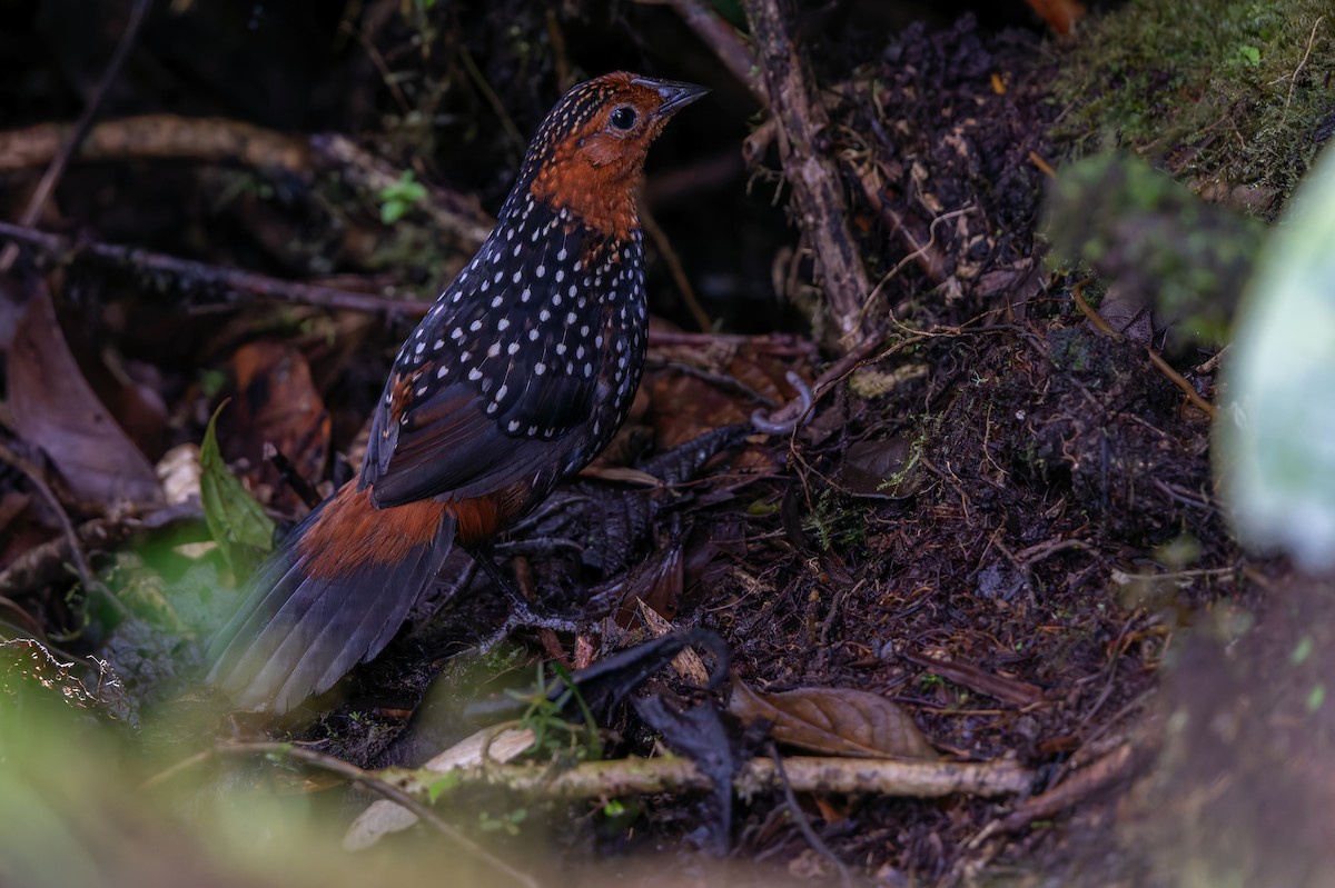 Ocellated Tapaculo - ML621839838