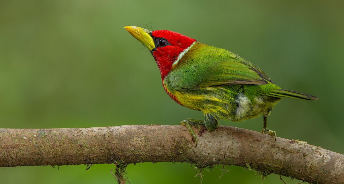 Red-headed Barbet - ML621839914