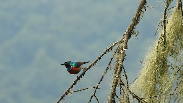 Stuhlmann's Sunbird - ML621839916