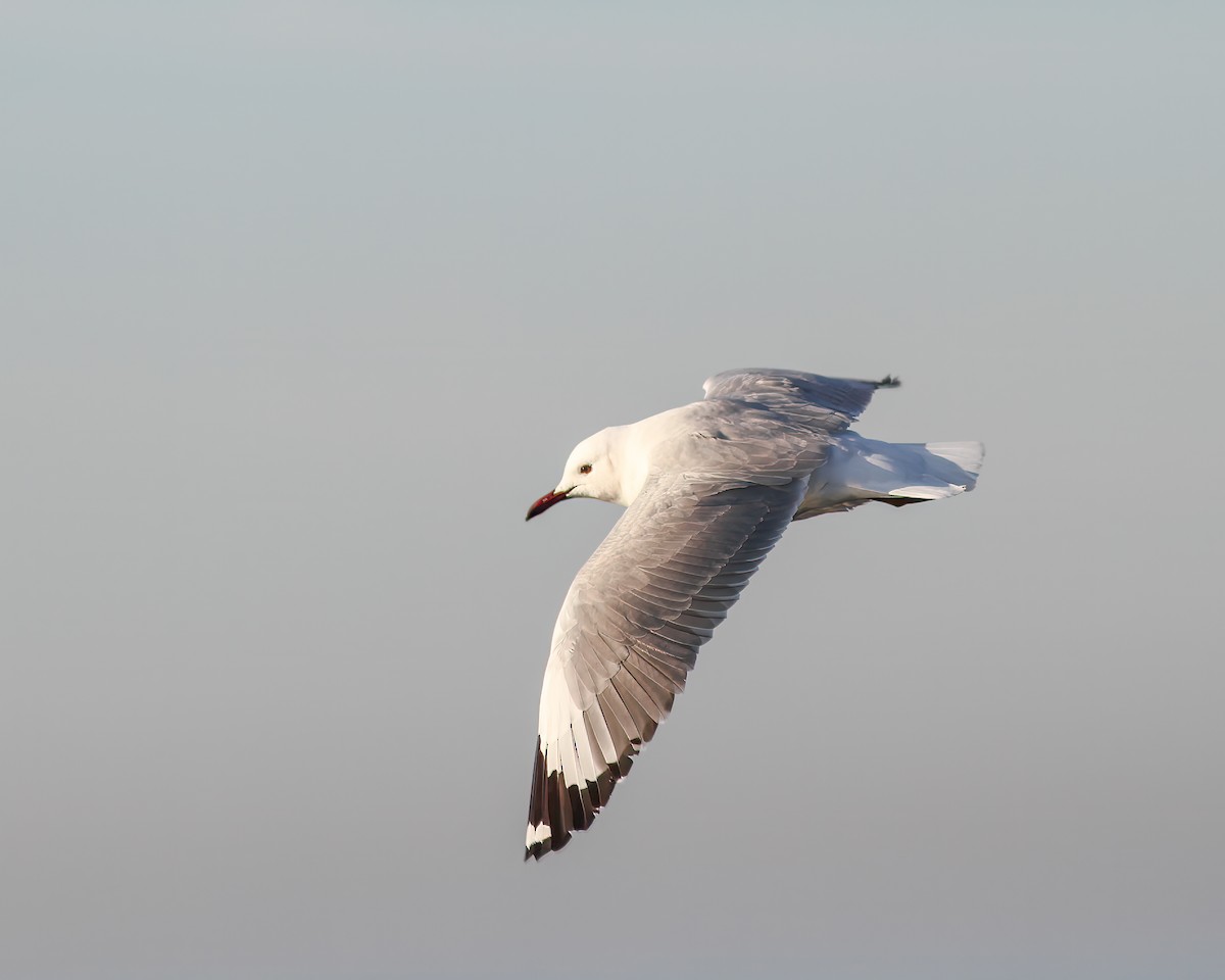 Hartlaub's Gull - ML621839919