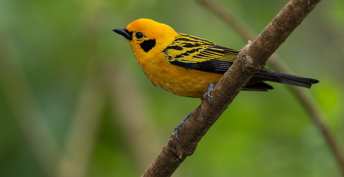 Golden Tanager - ML621839965