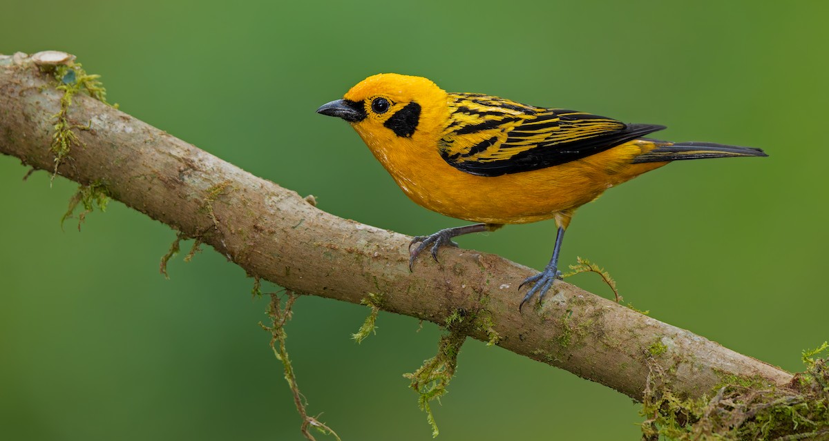 Golden Tanager - ML621839966