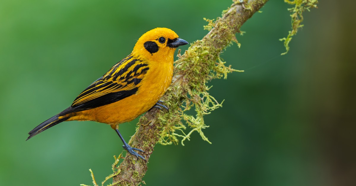 Golden Tanager - ML621839967