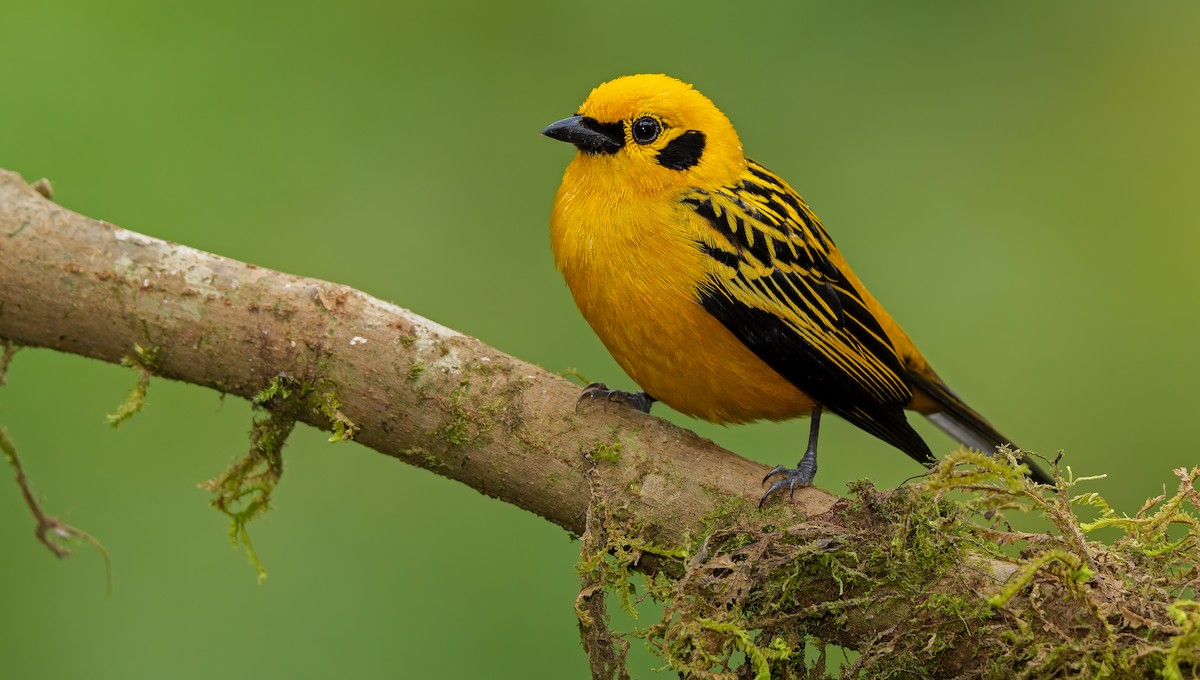 Golden Tanager - ML621839970