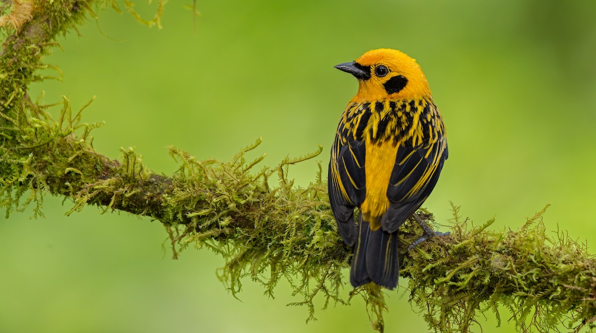 Golden Tanager - ML621839971