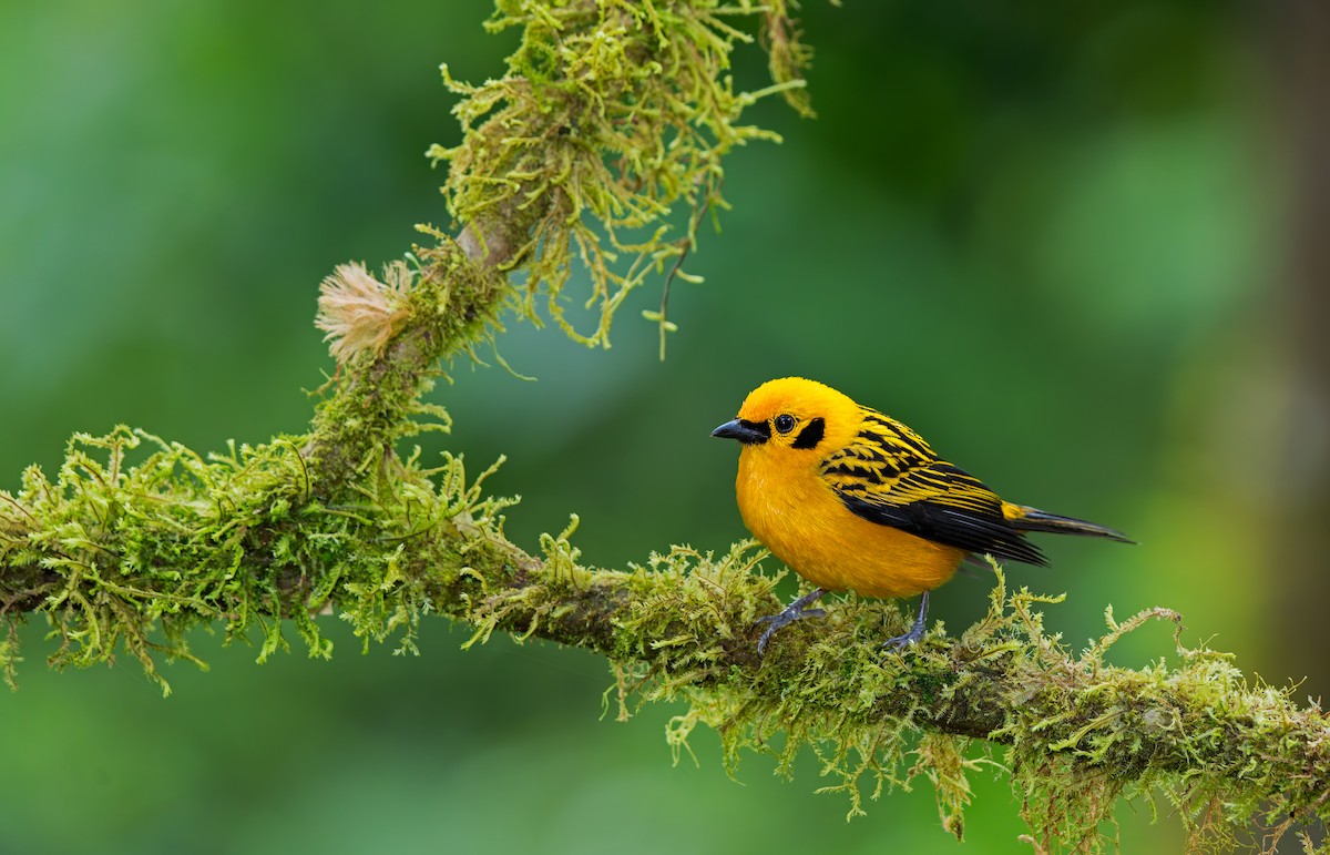 Golden Tanager - W. Gareth Rasberry