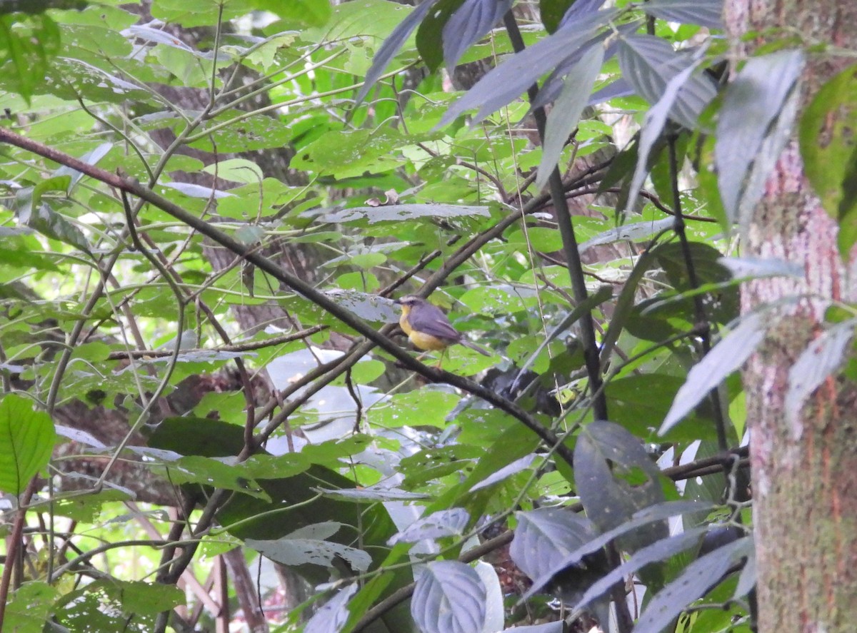 Golden-crowned Warbler - ML621840049