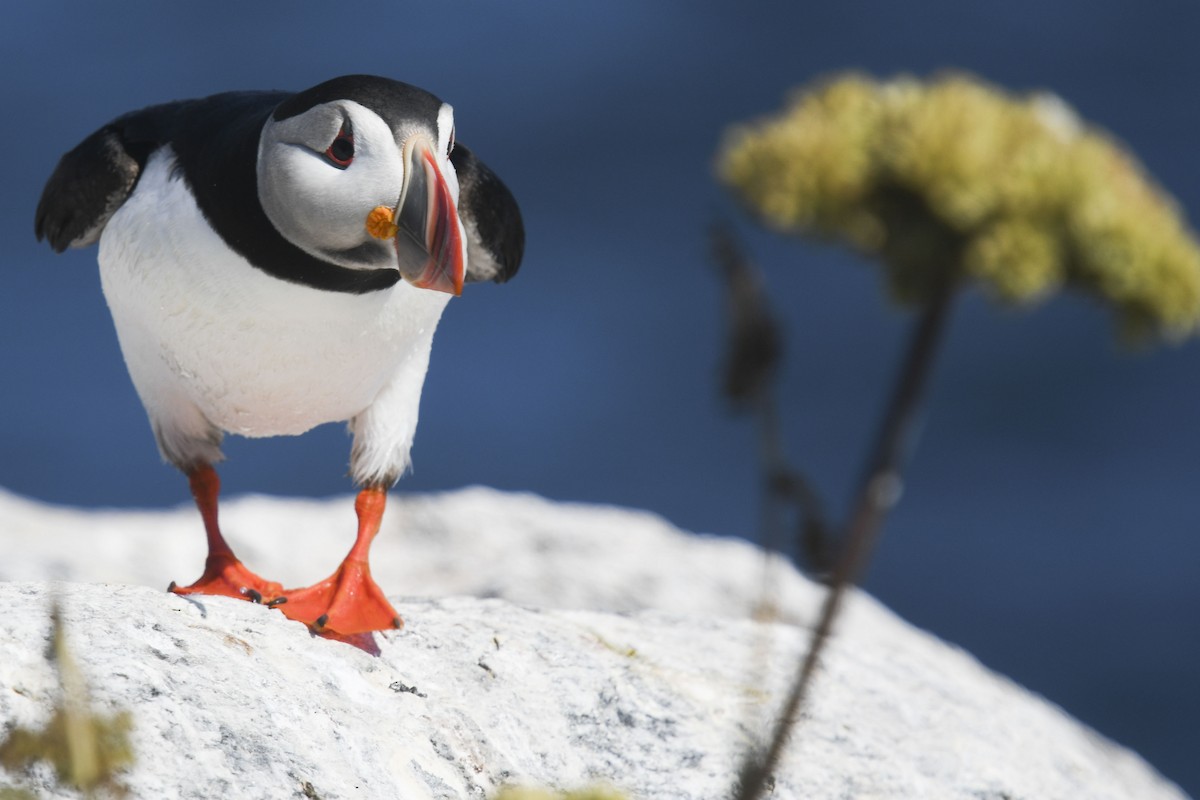 Atlantic Puffin - ML621840086