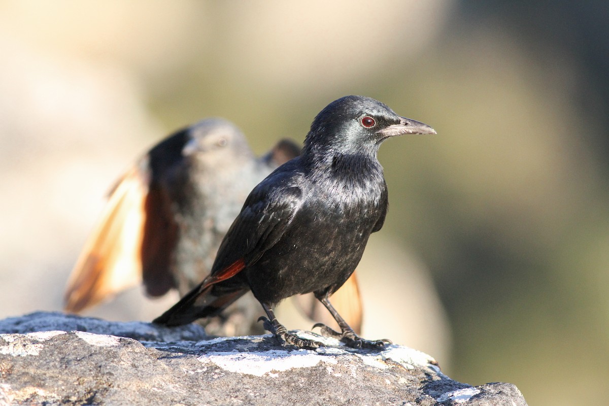 Red-winged Starling - ML621840117