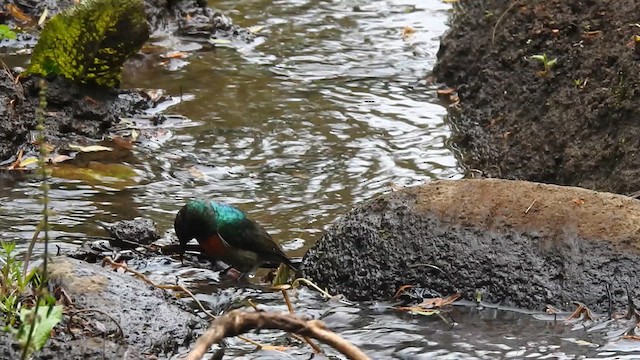 Stuhlmann's Sunbird - ML621840153