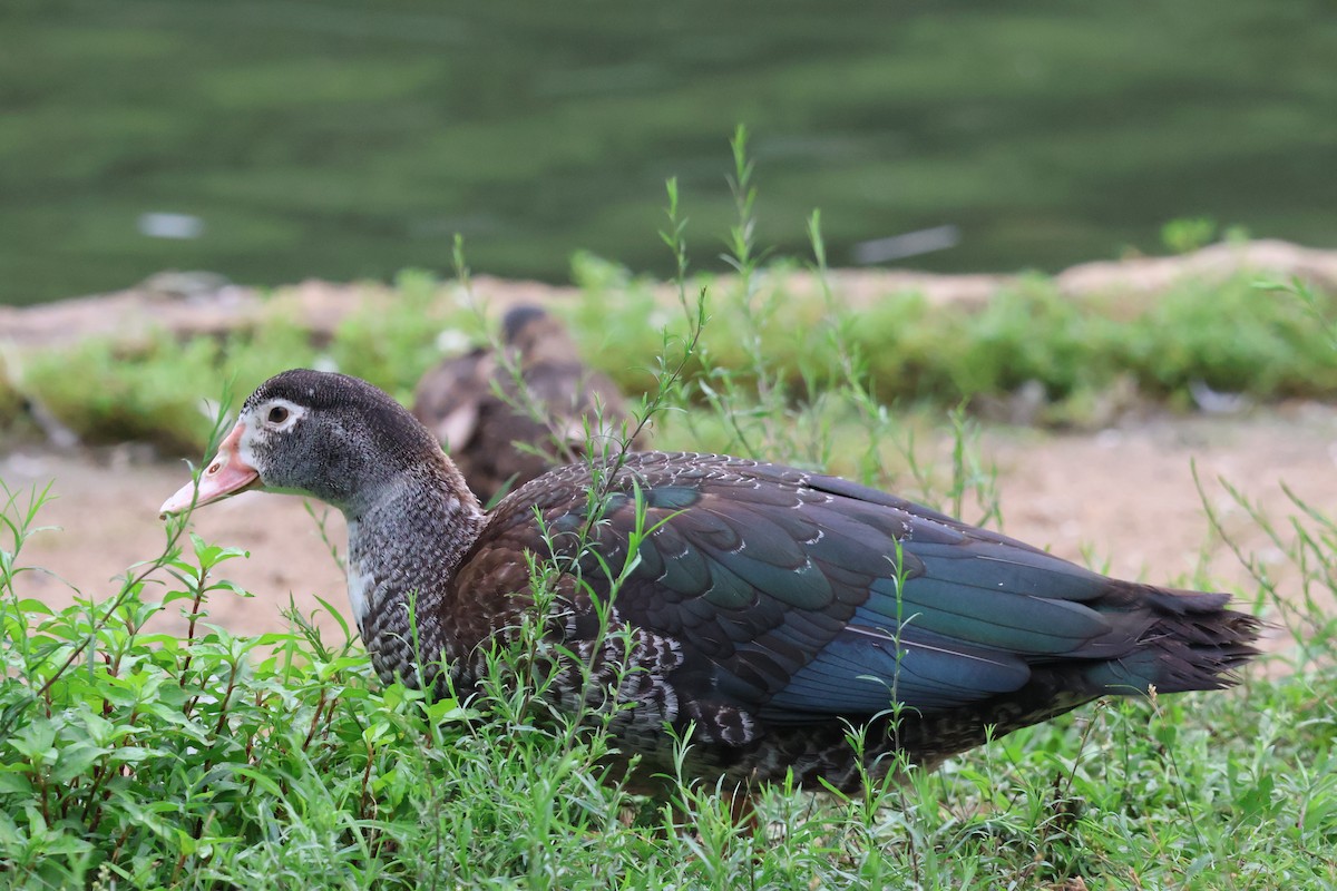 Muscovy Duck (Domestic type) - Forrest Wickman