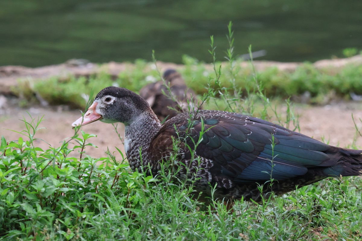 Muscovy Duck (Domestic type) - ML621840209