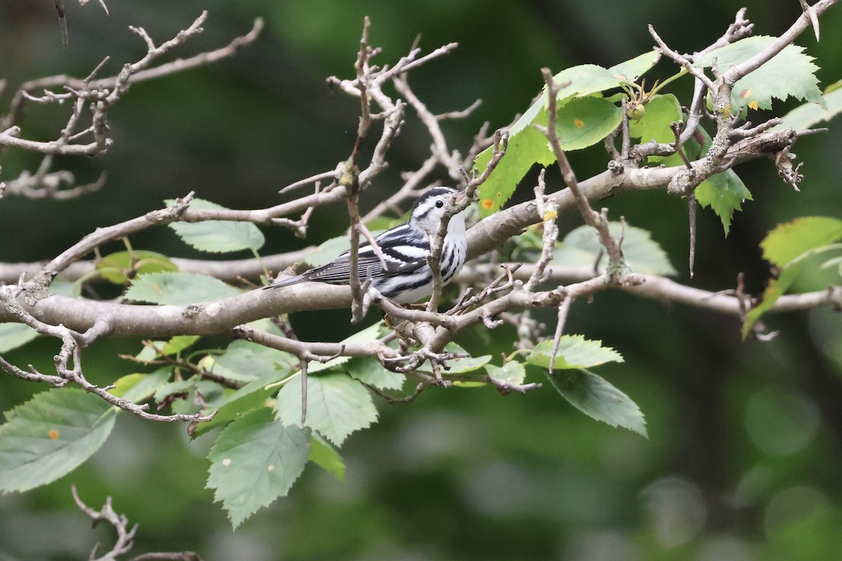 Black-and-white Warbler - ML621840238