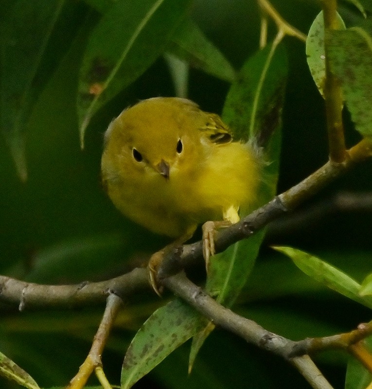 Yellow Warbler - ML621840276