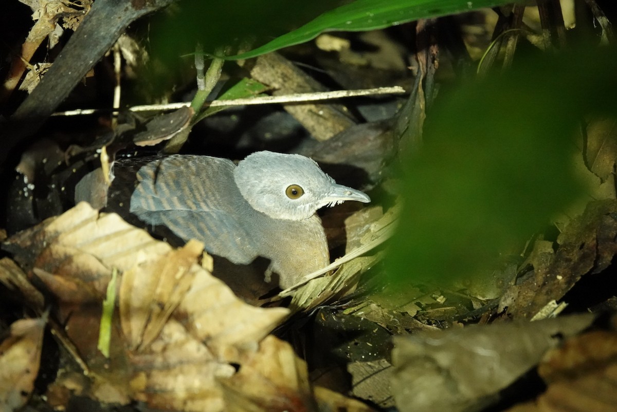 Bartlett's Tinamou - Chris Boccia