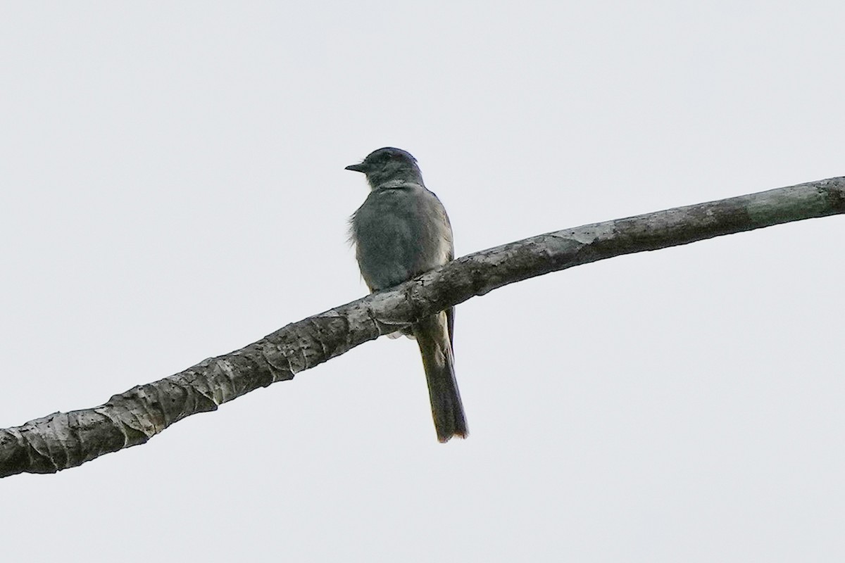 Crowned Slaty Flycatcher - ML621840424