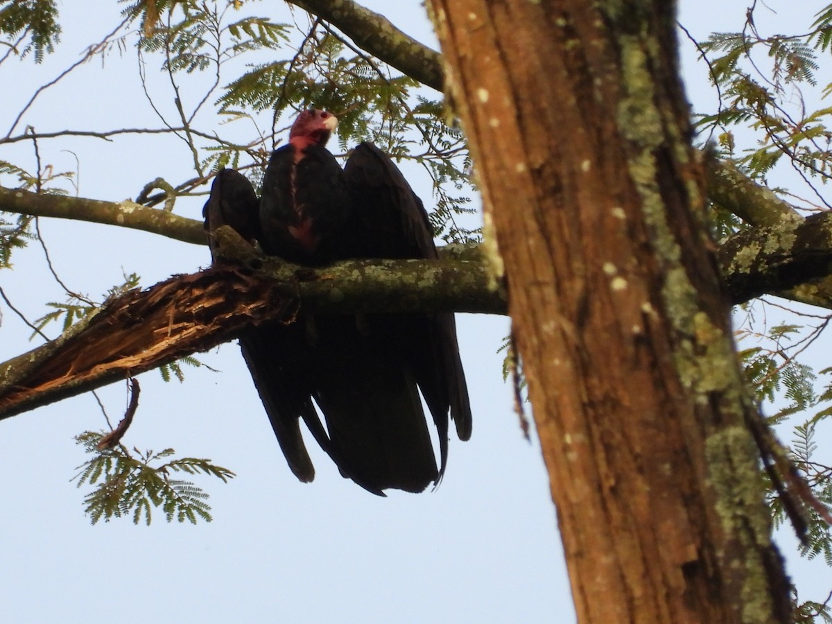 Turkey Vulture - ML621840435