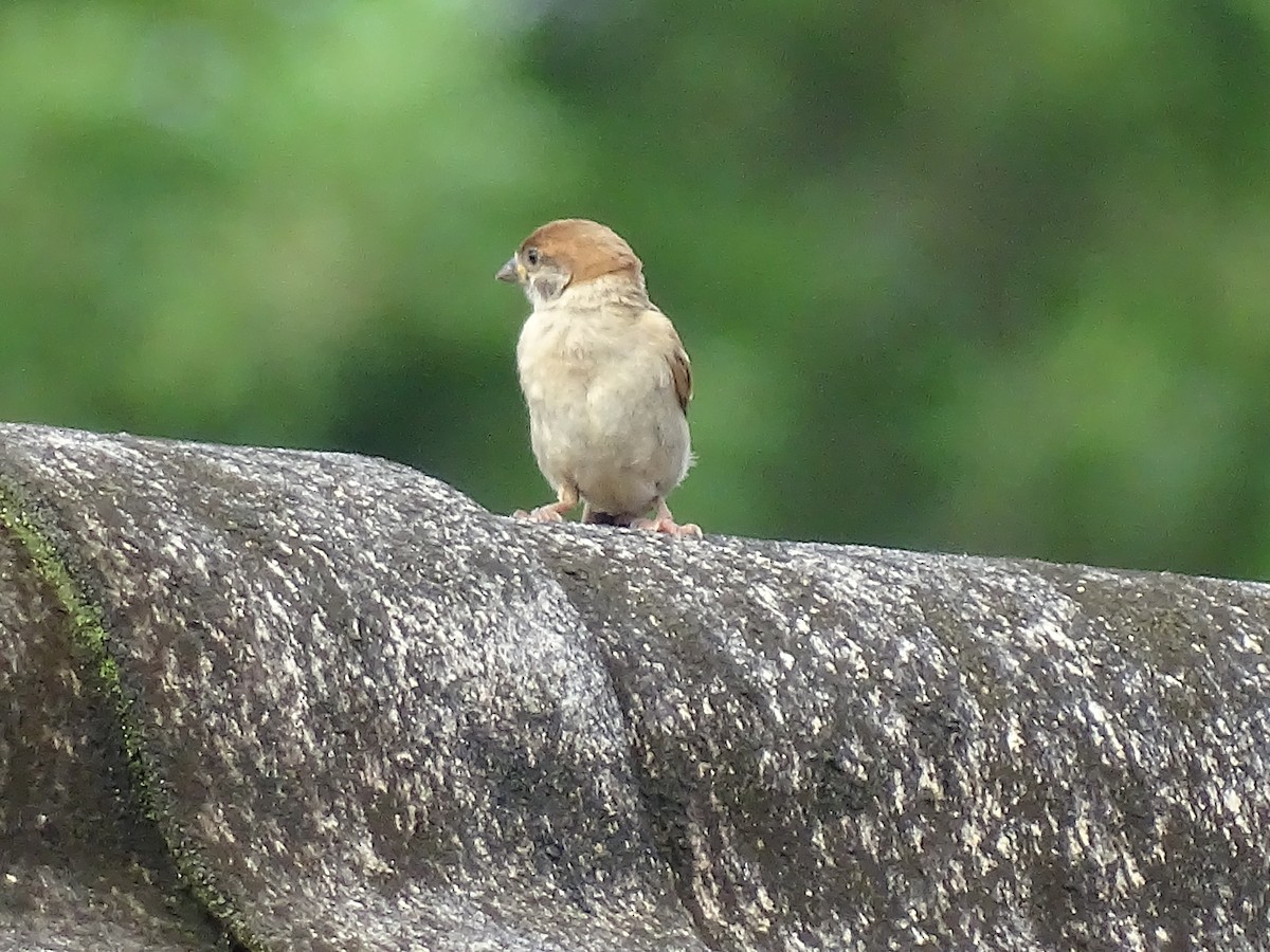 Eurasian Tree Sparrow - ML621840682