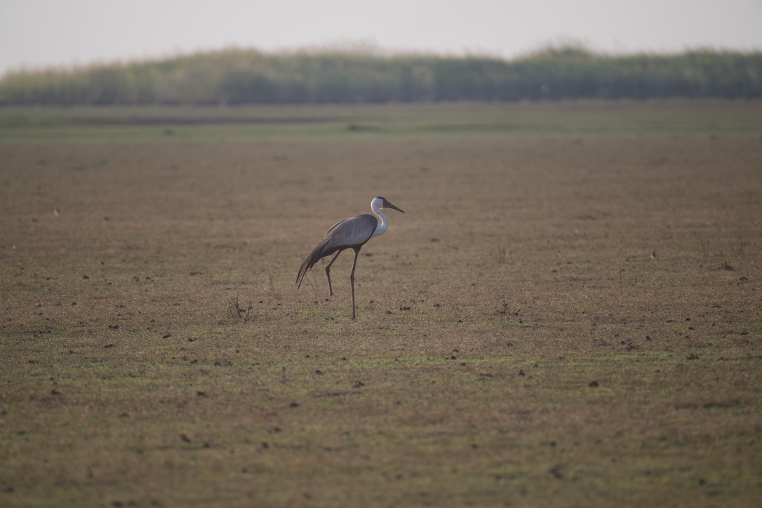 Wattled Crane - ML621840694