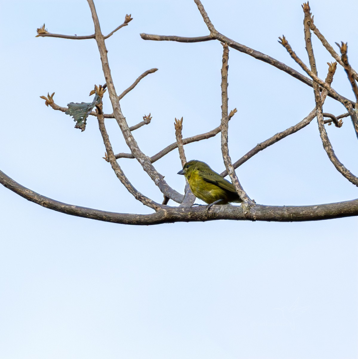 Golden-bellied Euphonia - ML621840721