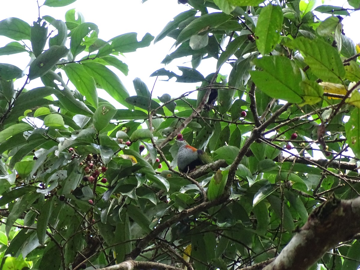 Superb Fruit-Dove - ML621840775