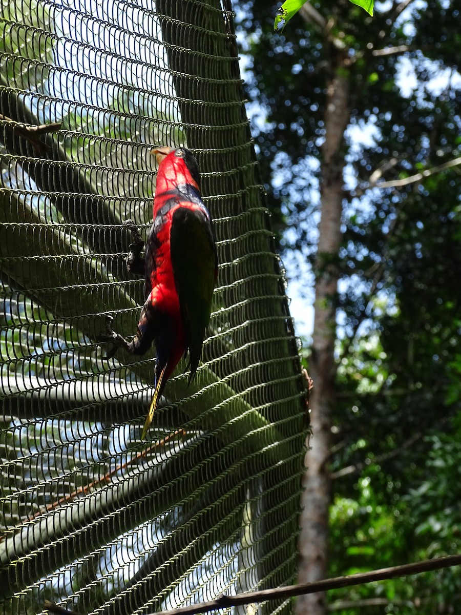 Black-capped Lory - ML621840783