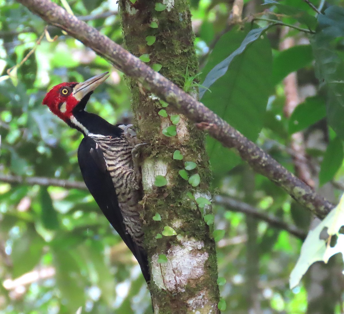 Crimson-crested Woodpecker - ML621840851