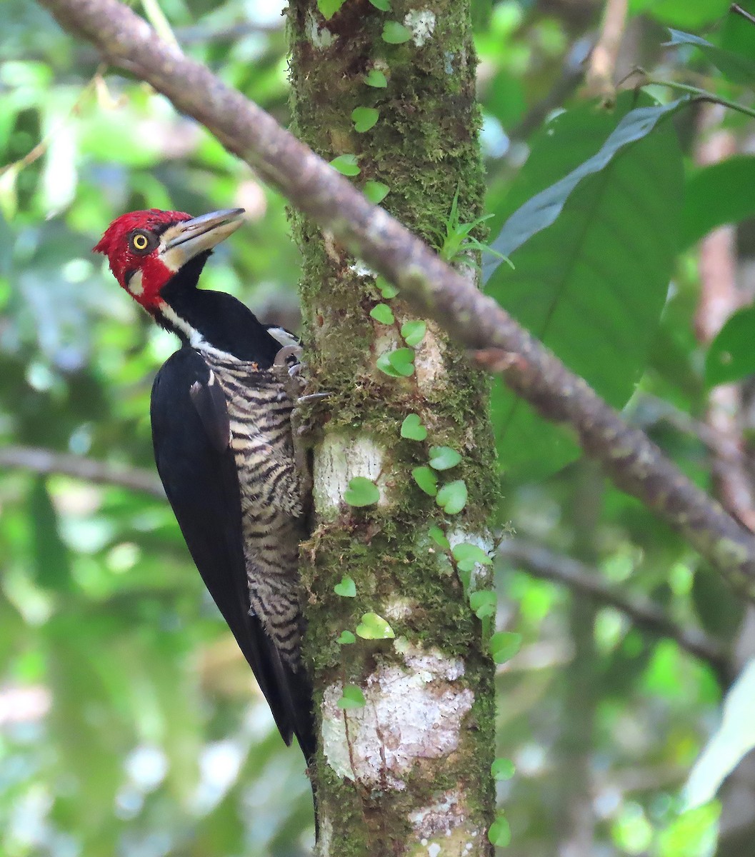 Crimson-crested Woodpecker - ML621840853