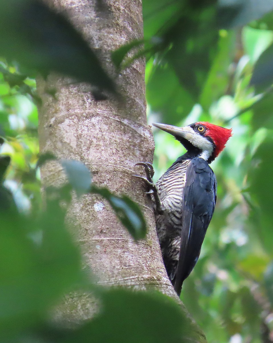 Crimson-crested Woodpecker - ML621840857