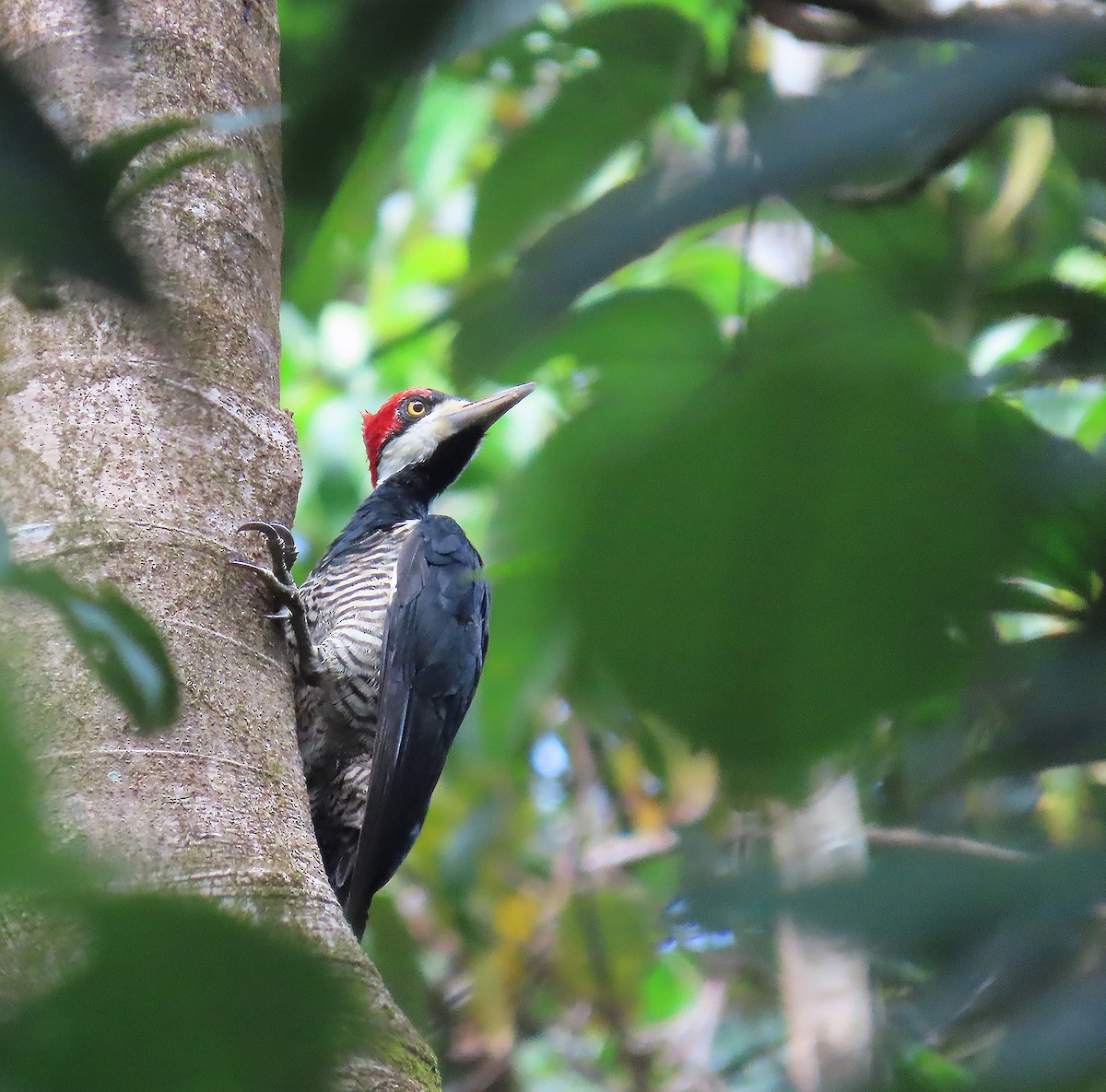 Crimson-crested Woodpecker - ML621840863