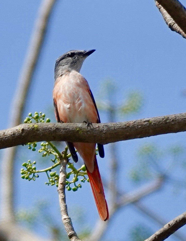 Rosy Minivet - ML621840879