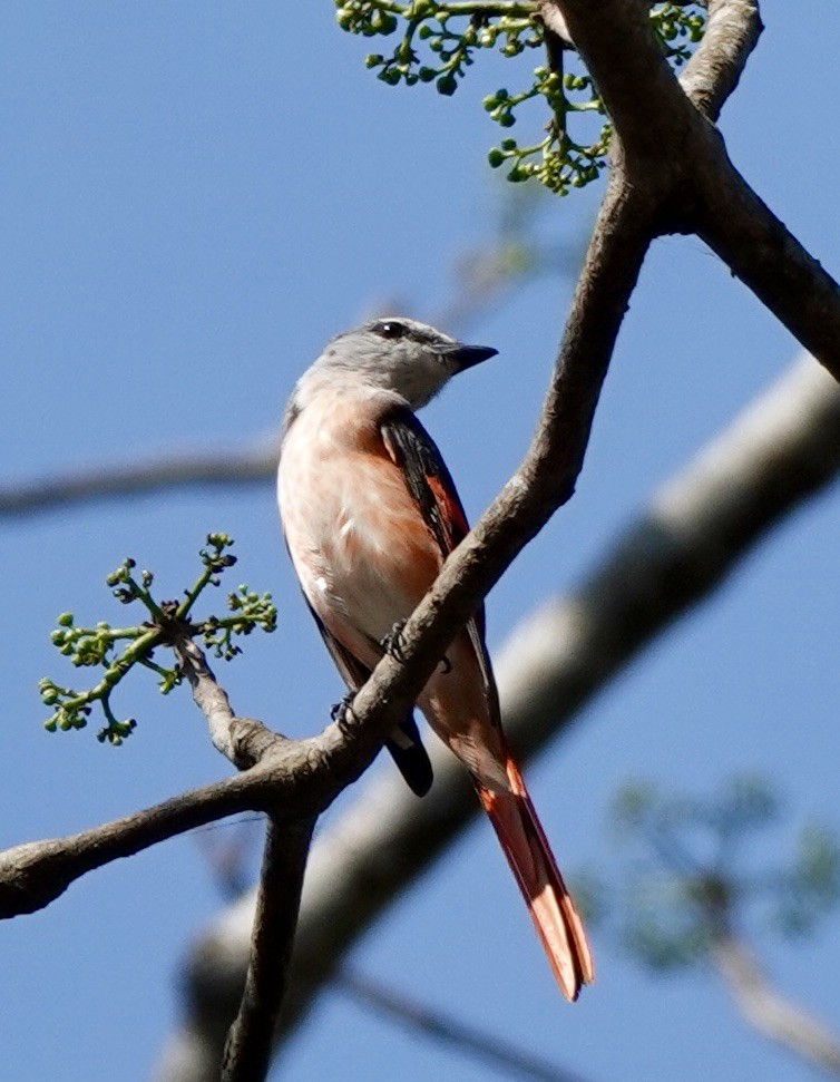 Rosy Minivet - ML621840893