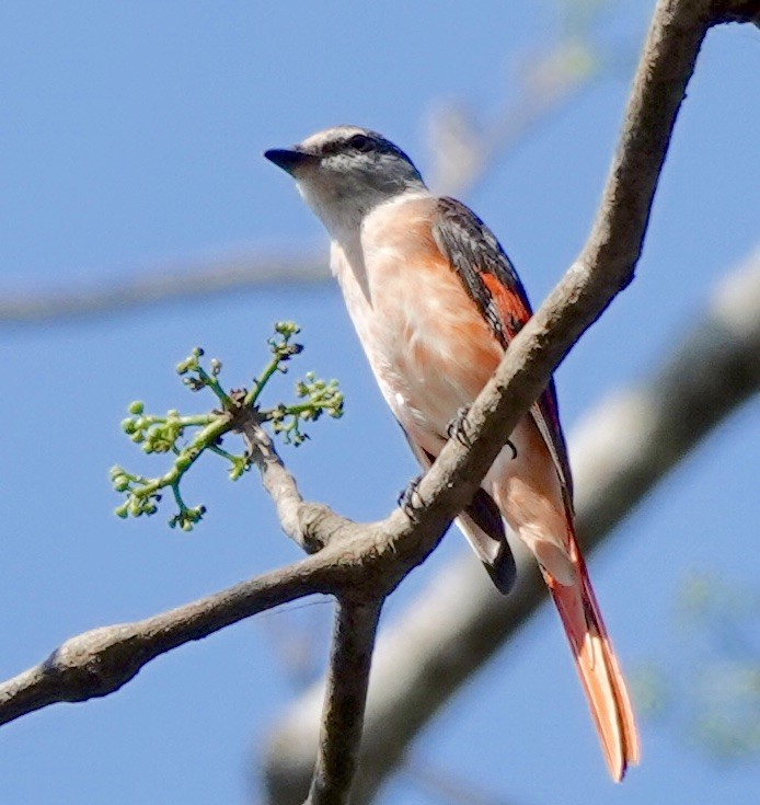 Rosy Minivet - ML621840894