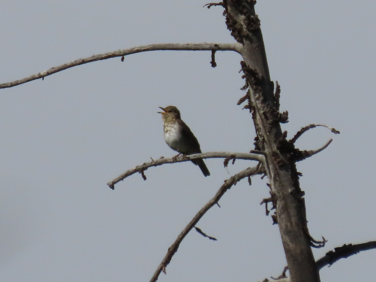 Swainson's Thrush (Olive-backed) - ML621840898