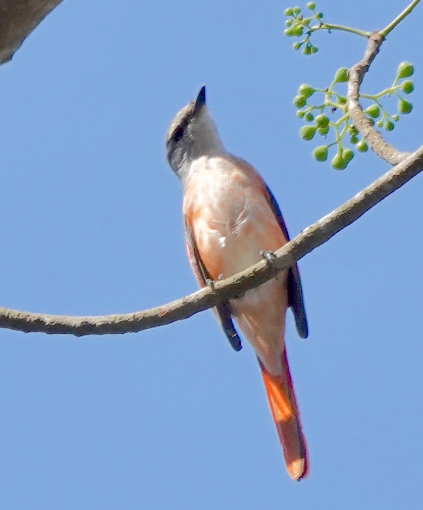 Rosy Minivet - Susan Hartley