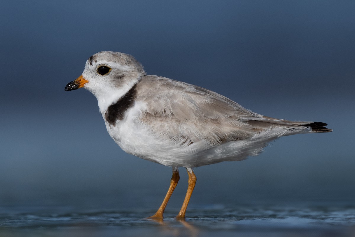 Piping Plover - Steve Bell