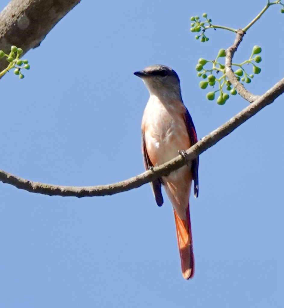 Rosy Minivet - ML621840911