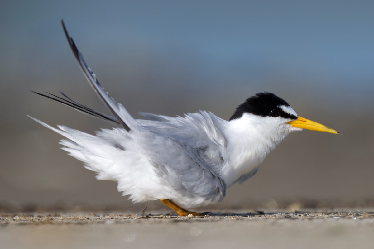 Least Tern - ML621840928