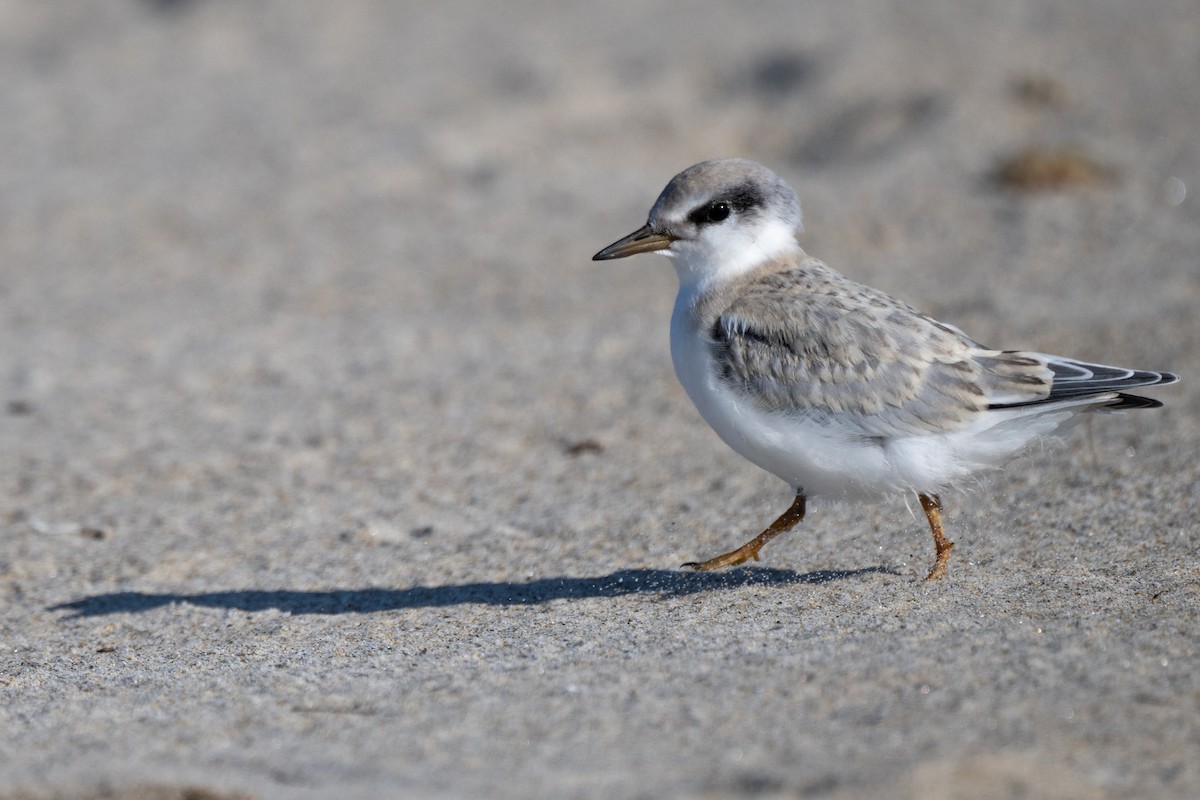 Least Tern - ML621840931