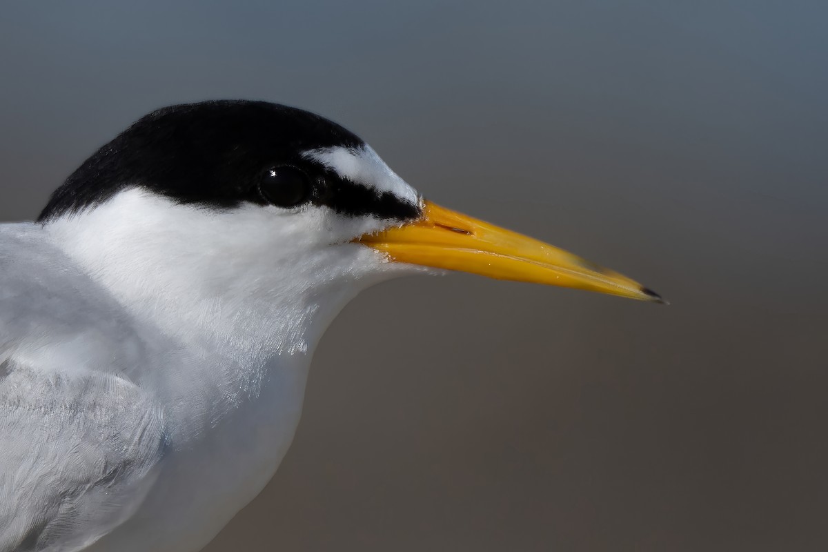 Least Tern - ML621840944