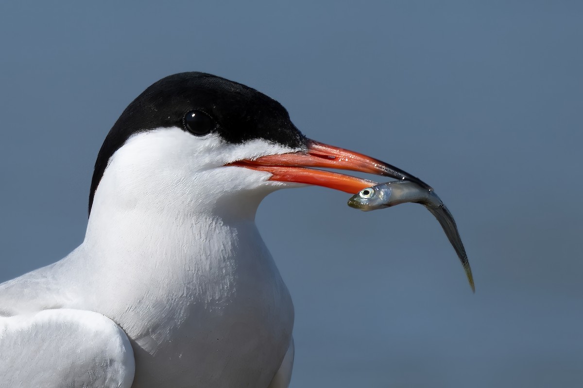 Common Tern - ML621840950