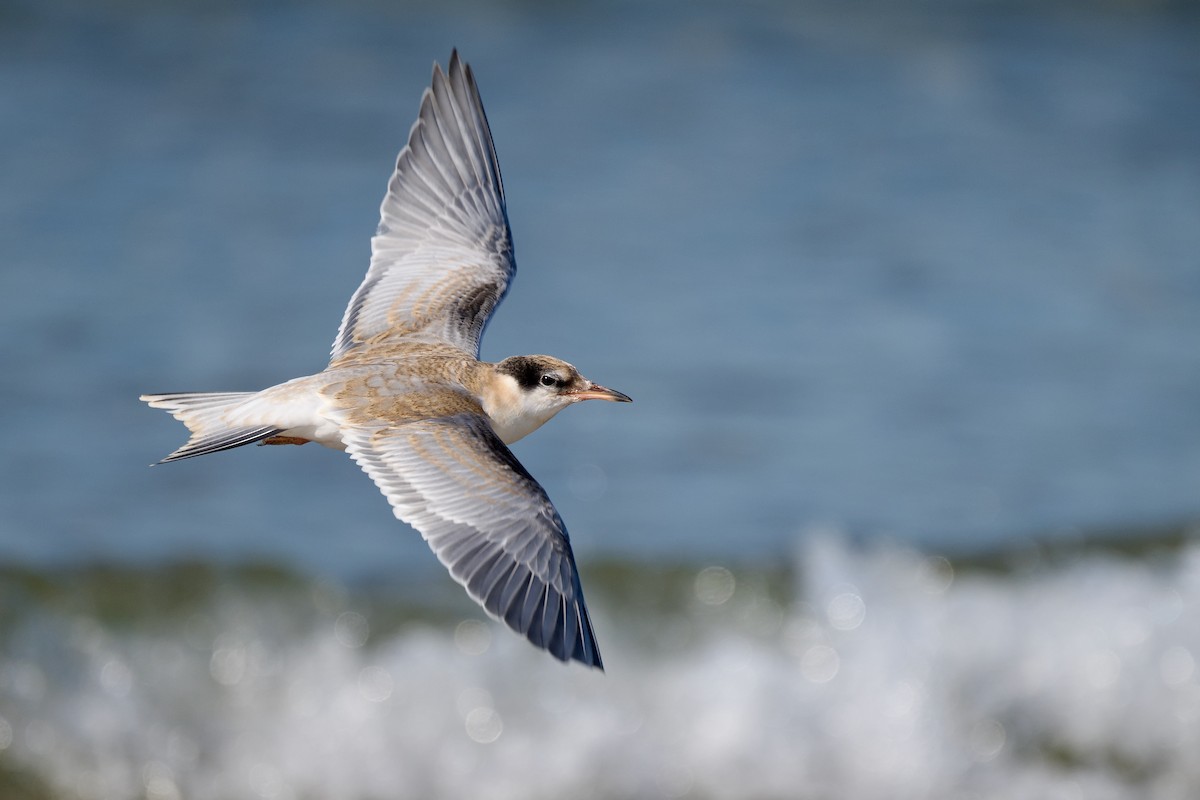 Common Tern - ML621840957