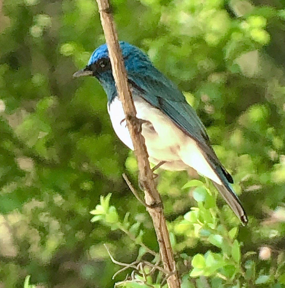 Zappey's Flycatcher - ML621841041