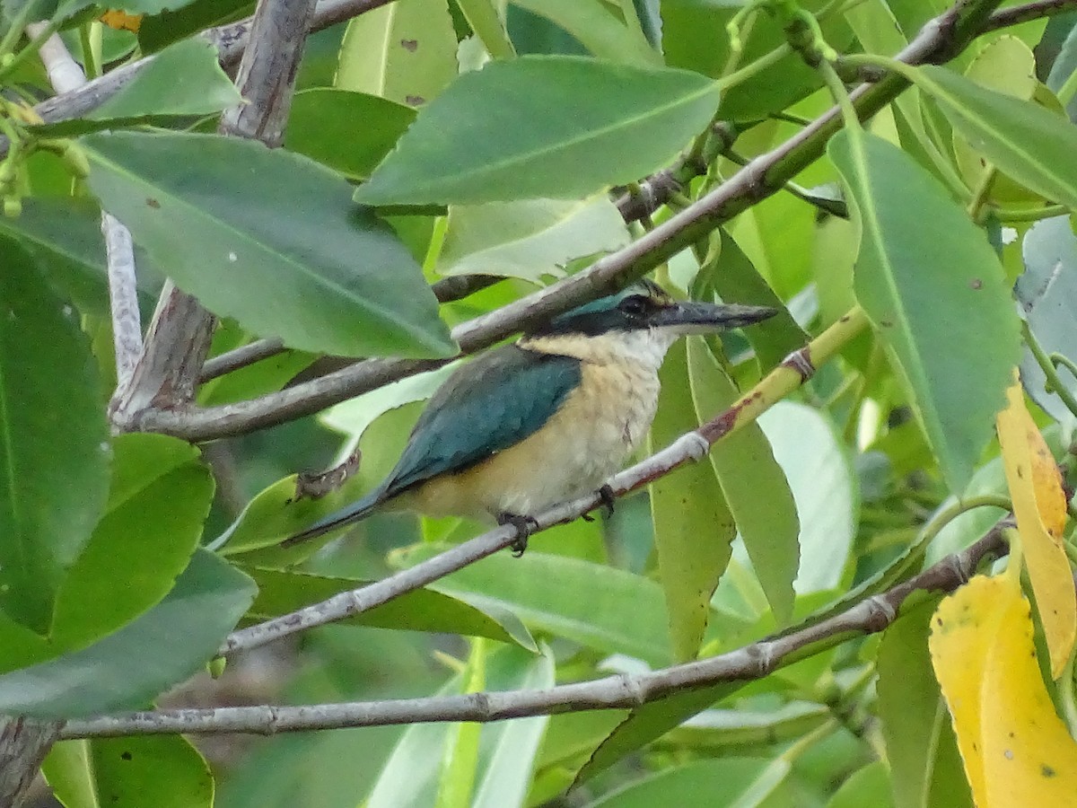 Sacred Kingfisher - ML621841061