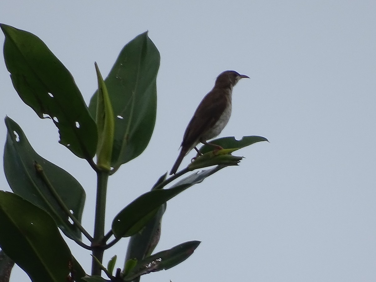 Brown-backed Honeyeater - Radek Nesvačil